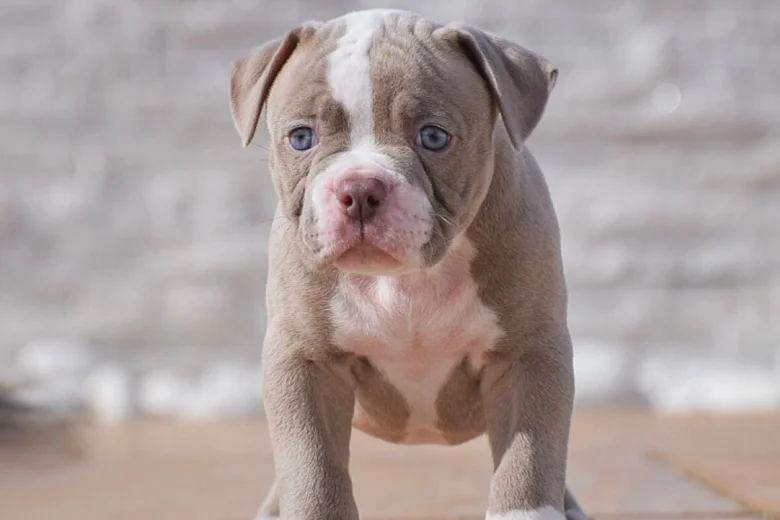 Dorset Olde Tyme Bulldogge