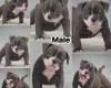 Dorset Olde Tyme Bulldogge