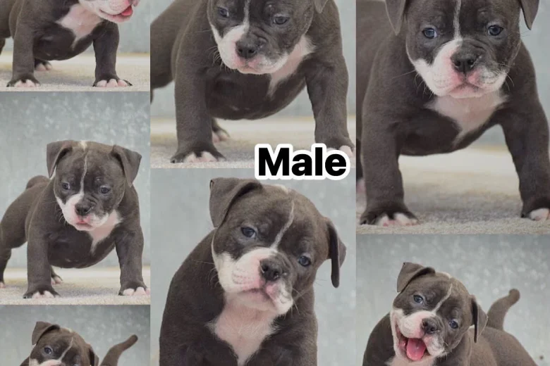 Dorset Olde Tyme Bulldogge