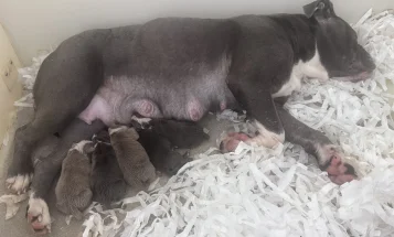 Dorset Olde Tyme Bulldogge