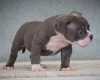 Dorset Olde Tyme Bulldogge