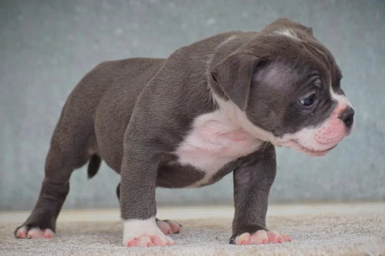 Dorset Olde Tyme Bulldogge
