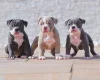 Dorset Olde Tyme Bulldogge
