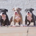 Dorset Olde Tyme Bulldogge