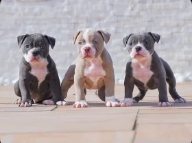 Dorset Olde Tyme Bulldogge