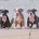 Dorset Olde Tyme Bulldogge