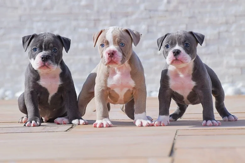 Dorset Olde Tyme Bulldogge
