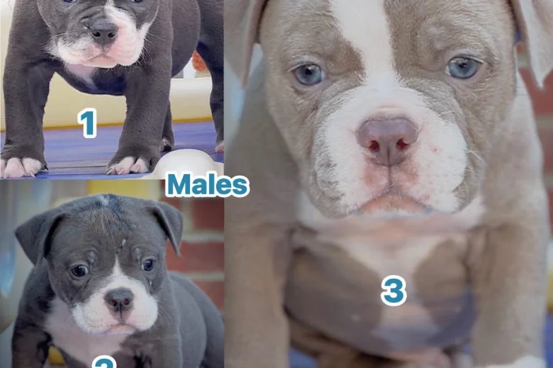 Dorset Olde Tyme Bulldogge