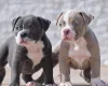 Dorset Olde Tyme Bulldogge