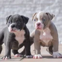 Dorset Olde Tyme Bulldogge