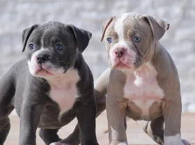 Dorset Olde Tyme Bulldogge