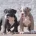 Dorset Olde Tyme Bulldogge