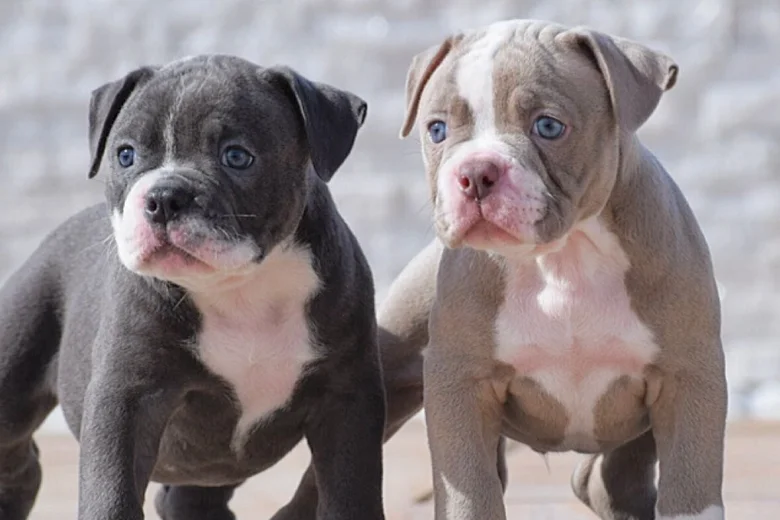 Dorset Olde Tyme Bulldogge