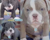 Dorset Olde Tyme Bulldogge