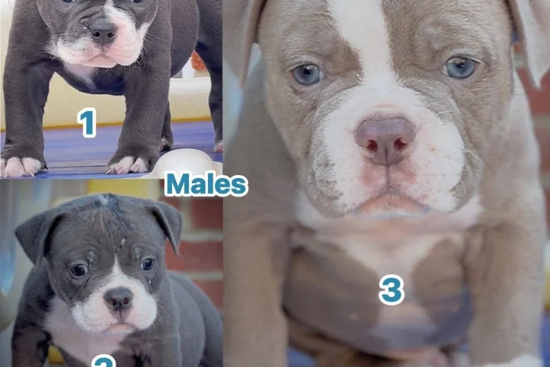 Dorset Olde Tyme Bulldogge