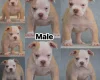 Dorset Olde Tyme Bulldogge
