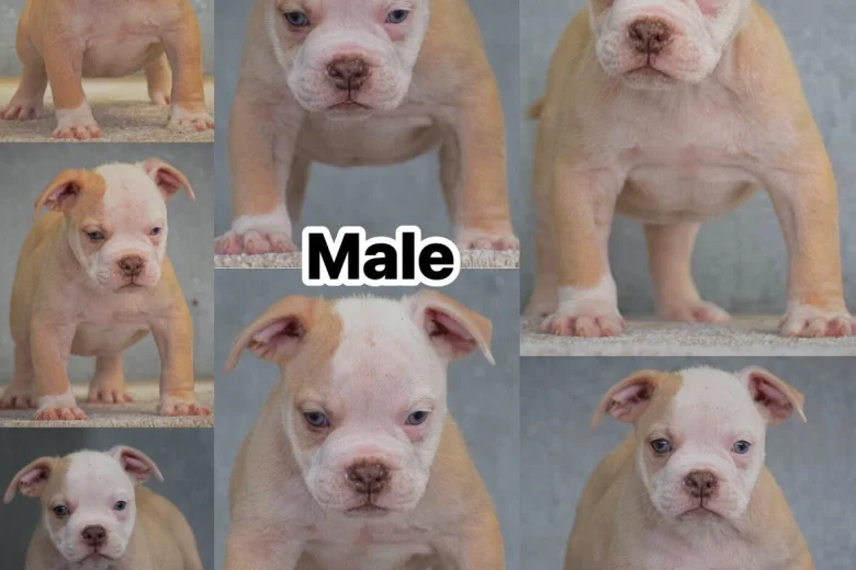 Dorset Olde Tyme Bulldogge