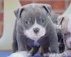 Dorset Olde Tyme Bulldogge