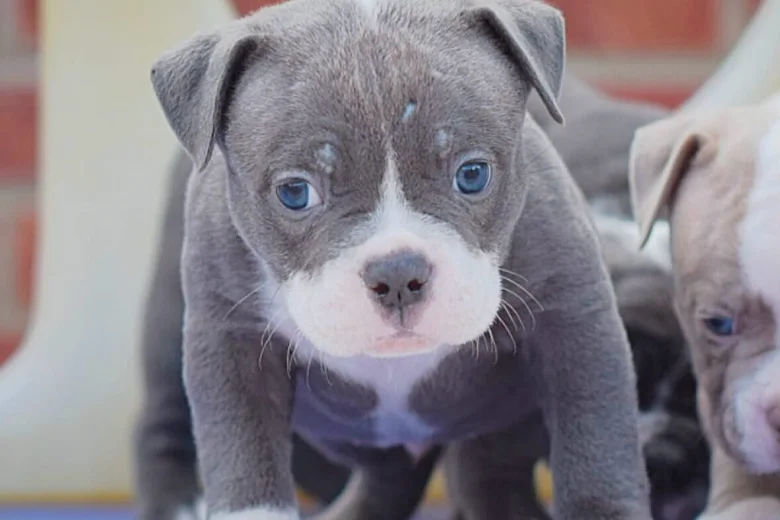 Dorset Olde Tyme Bulldogge