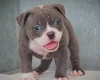 Dorset Olde Tyme Bulldogge