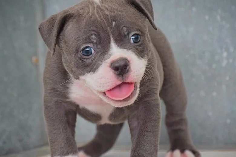 Dorset Olde Tyme Bulldogge