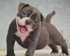 Dorset Olde Tyme Bulldogge