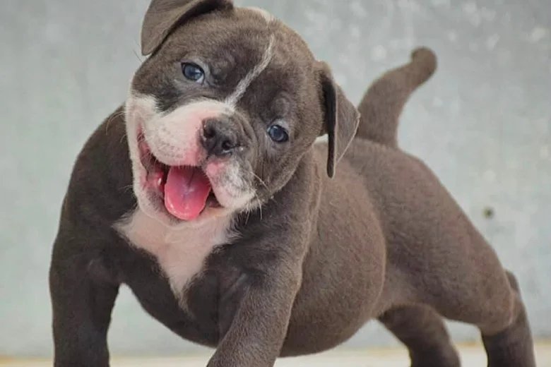 Dorset Olde Tyme Bulldogge