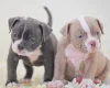 Dorset Olde Tyme Bulldogge