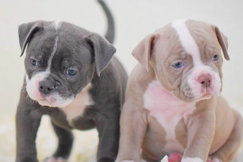 Dorset Olde Tyme Bulldogge