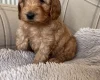 Cockapoo