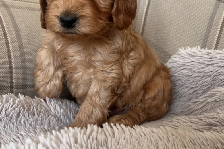 Cockapoo