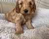 Cockapoo
