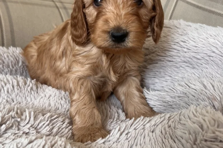 Cockapoo