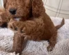 Cockapoo
