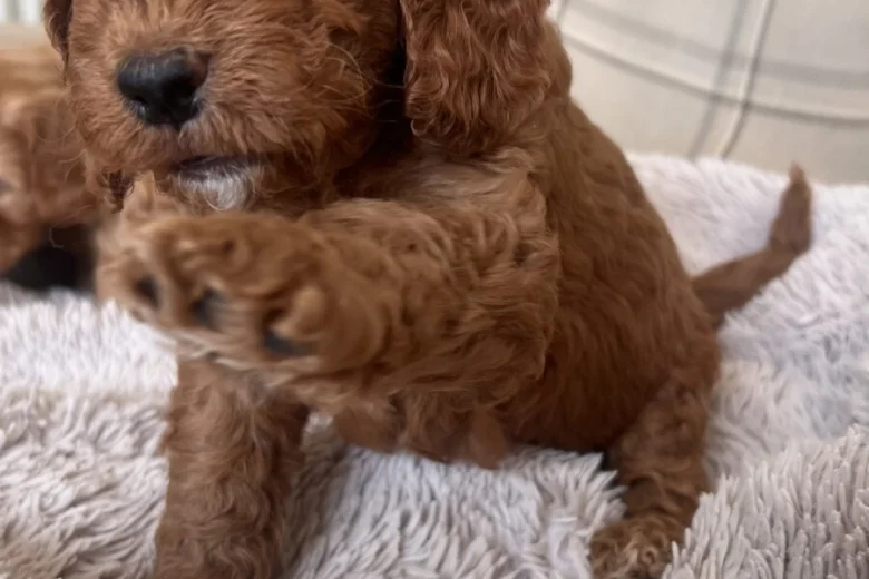 Cockapoo