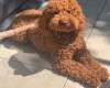 Cockapoo