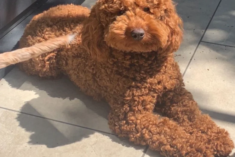 Cockapoo