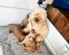Cockapoo