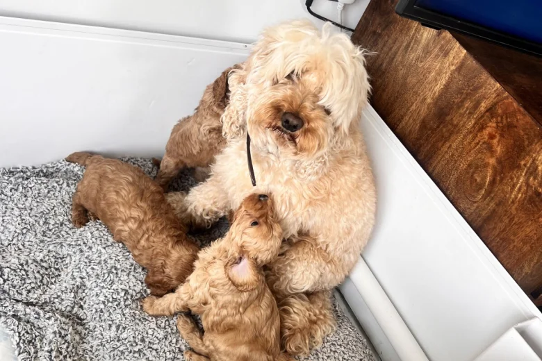 Cockapoo