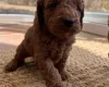 Cockapoo