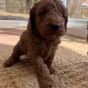 Cockapoo