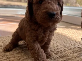Cockapoo