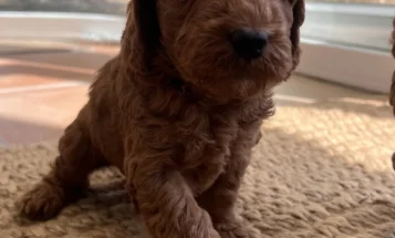 Cockapoo