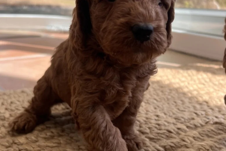 Cockapoo