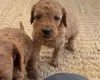 Cockapoo