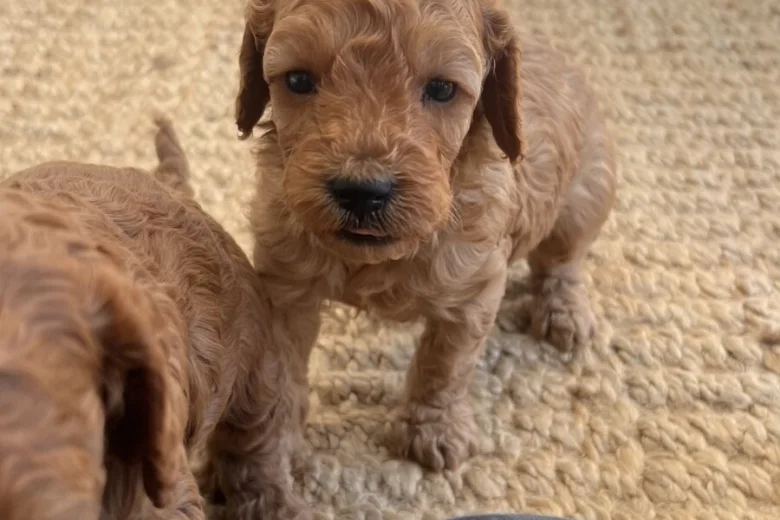 Cockapoo
