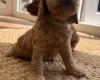 Cockapoo