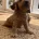 Cockapoo