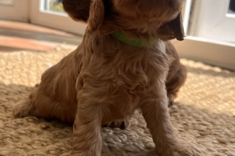 Cockapoo