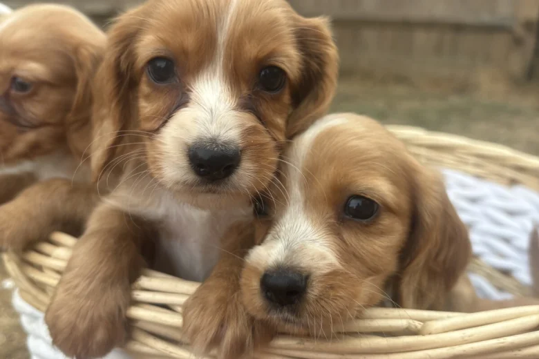 Cocker Spaniel (Working)
